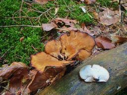 Attēlu rezultāti vaicājumam “Polyporus melanopus”