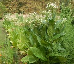 Attēlu rezultāti vaicājumam “Nicotiana tabacum fruit”