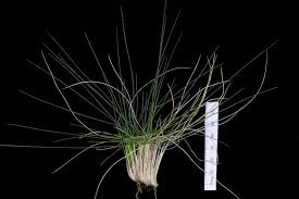 Attēlu rezultāti vaicājumam “Nardus stricta leaf”