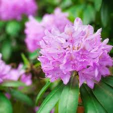 Attēlu rezultāti vaicājumam “Helianthemum x hybridum flower”