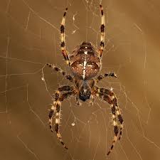 Attēlu rezultāti vaicājumam “Araneus diadematus female”