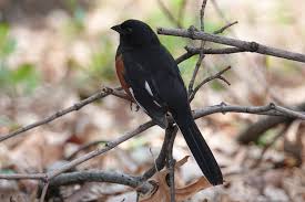 Image result for Pipilo erythrophthalmus