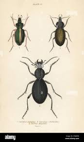 Attēlu rezultāti vaicājumam “Carabus clathratus”