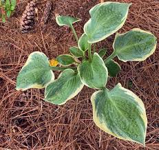 Image result for Leaves Green Bowmen