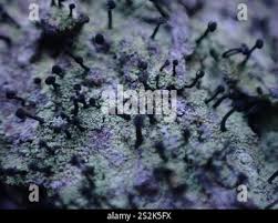 Attēlu rezultāti vaicājumam “Calicium viride”