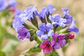Attēlu rezultāti vaicājumam “Pulmonaria angustifolia fruit”