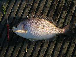 Image result for Spondyliosoma cantharus