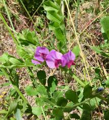 Attēlu rezultāti vaicājumam “Lathyrus sylvestris bud”