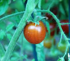 Afbeeldingsresultaat voor northern lights tomato