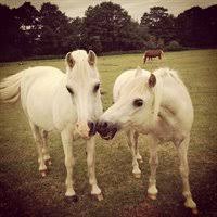 Image result for Weybridge Equestrian Centre