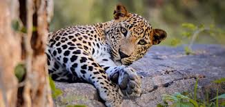 Attēlu rezultāti vaicājumam “Leporida”