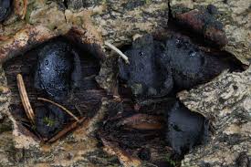 Attēlu rezultāti vaicājumam “Biscogniauxia repanda”