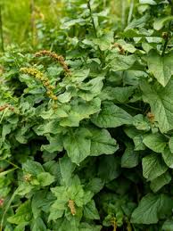 Attēlu rezultāti vaicājumam “Chenopodium bonus-henricus”