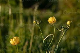 Attēlu rezultāti vaicājumam “Ranunculus acris”