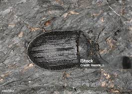 Attēlu rezultāti vaicājumam “Peltis grossa”