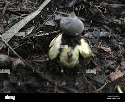 Attēlu rezultāti vaicājumam “Geastrum pectinatum”