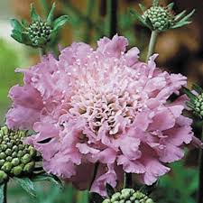 Image result for Scabiosa columbaria