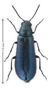 Attēlu rezultāti vaicājumam “Dasytidae”