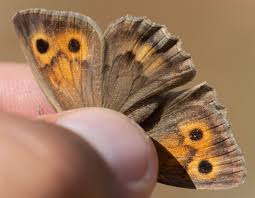 Attēlu rezultāti vaicājumam “Hyponephele lycaon”