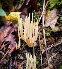 Attēlu rezultāti vaicājumam “Ramaria stricta”