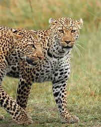 Attēlu rezultāti vaicājumam “Lycogala leopardinum young”