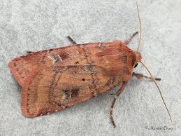 Attēlu rezultāti vaicājumam “Diarsia florida”