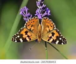 Attēlu rezultāti vaicājumam “Vanessa cardui”