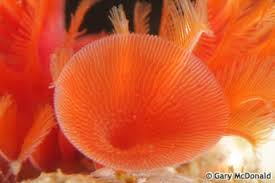 Attēlu rezultāti vaicājumam “Didymium serpula young”