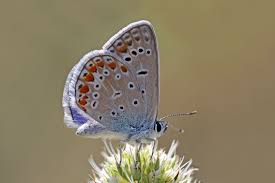 Attēlu rezultāti vaicājumam “Polyommatus icarus male”