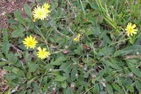 Image result for Hieracium pilosella
