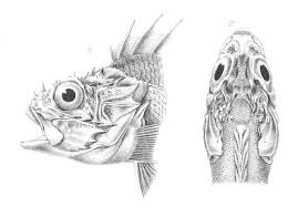 Image result for Scorpaena porcus