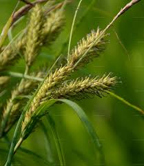 Attēlu rezultāti vaicājumam “Carex atherodes”