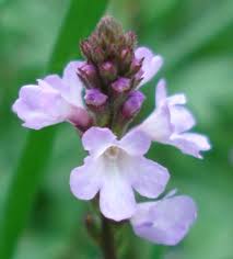 Image result for Verbena officinalis
