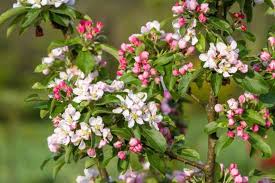 Attēlu rezultāti vaicājumam “Malus x zumi”