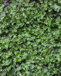 Attēlu rezultāti vaicājumam “Chiloscyphus polyanthos”