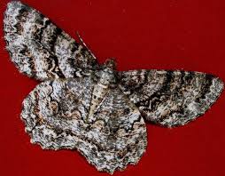 Attēlu rezultāti vaicājumam “Hadula trifolii”