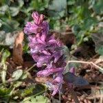 Attēlu rezultāti vaicājumam “Corydalis cava fruit”