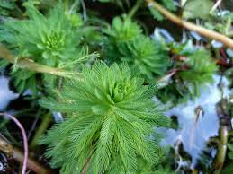 「粉綠狐尾藻」的圖片搜尋結果