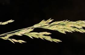 Attēlu rezultāti vaicājumam “Poa nemoralis fruit”