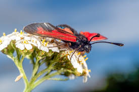 Attēlu rezultāti vaicājumam “Zygaena minos”