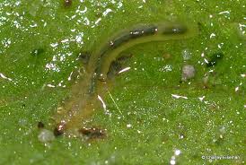 Attēlu rezultāti vaicājumam “Chironomidae larvae”
