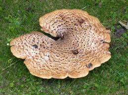 Attēlu rezultāti vaicājumam “Polyporus squamosus”