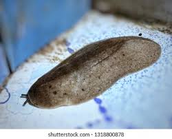 Image result for Glyptocephalus cynoglossus