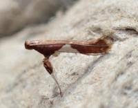 Attēlu rezultāti vaicājumam “Caloptilia stigmatella”