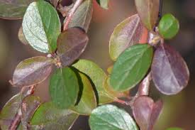 Attēlu rezultāti vaicājumam “Cotoneaster divaricatus fruit”