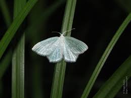 Attēlu rezultāti vaicājumam “Jodis putata”