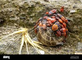 Attēlu rezultāti vaicājumam “Pyrrhocoris apterus nymph”
