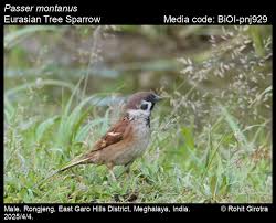 Image result for Passer montanus