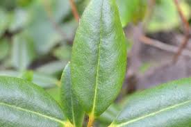 Attēlu rezultāti vaicājumam “Microrrhinum minus leaf”