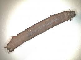 Attēlu rezultāti vaicājumam “Tipulidae larva”